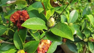 Güzel kırmızı kamelya çiçekleri açan renkli ağaç bitkisi.. 