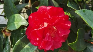 Güzel kırmızı kamelya çiçekleri açan renkli ağaç bitkisi.. 