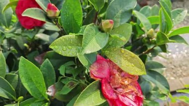 Güzel kırmızı kamelya çiçekleri açan renkli ağaç bitkisi.. 