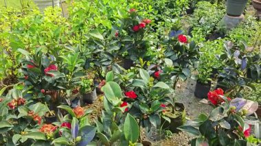 Güzel kırmızı kamelya çiçekleri açan renkli ağaç bitkisi.. 