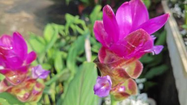 Çiçek açan pembe kürklü kızıl çiçek sapından filizleniyor.  