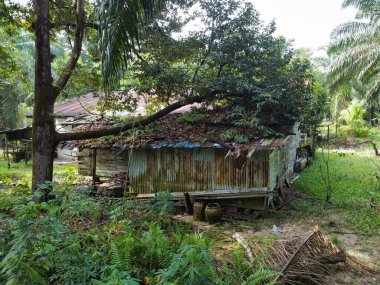 Çiftlikteki ağaç dallarının altında terk edilmiş ve harap olmuş eski bir ahşabın hava manzarası.. 
