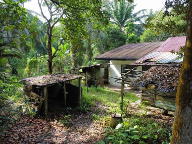 Çiftlikteki ağaç dallarının altında terk edilmiş ve harap olmuş eski bir ahşabın hava manzarası.. 