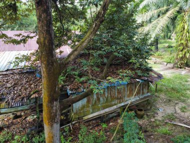 Çiftlikteki ağaç dallarının altında terk edilmiş ve harap olmuş eski bir ahşabın hava manzarası.. 