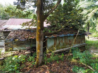 Çiftlikteki ağaç dallarının altında terk edilmiş ve harap olmuş eski bir ahşabın hava manzarası.. 