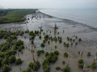 Bataklık sahilinin havadan görünüşü. Çalı mangrov ağaçları ve uzak binalar.