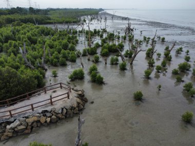 Bataklık sahilinin havadan görünüşü. Çalı mangrov ağaçları ve uzak binalar.