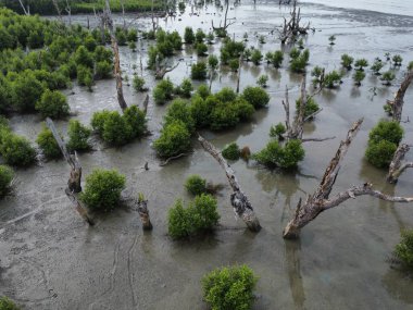 Bataklık sahilinin havadan görünüşü. Çalı mangrov ağaçları ve uzak binalar.