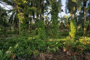 Çiftlikteki sarmaşıklara tırmanan ve sürünen çalıların manzarası..