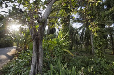 Çiftlikteki sarmaşıklara tırmanan ve sürünen çalıların manzarası..