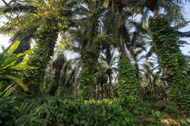 Çiftlikteki sarmaşıklara tırmanan ve sürünen çalıların manzarası..