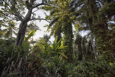 Çiftlikteki sarmaşıklara tırmanan ve sürünen çalıların manzarası..