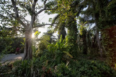 Çiftlikteki sarmaşıklara tırmanan ve sürünen çalıların manzarası..