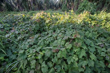 Çiftlikteki sarmaşıklara tırmanan ve sürünen çalıların manzarası..