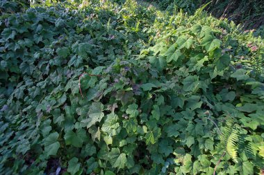 Çiftlikteki sarmaşıklara tırmanan ve sürünen çalıların manzarası..