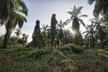 Çiftlikteki sarmaşıklara tırmanan ve sürünen çalıların manzarası..