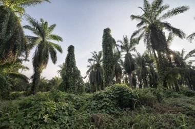 Çiftlikteki sarmaşıklara tırmanan ve sürünen çalıların manzarası..