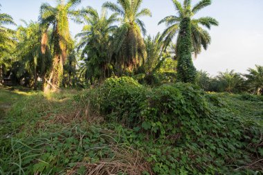 Çiftlikteki sarmaşıklara tırmanan ve sürünen çalıların manzarası..