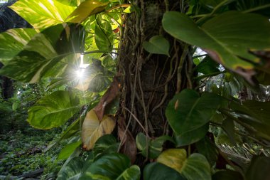 Çiftlikteki sarmaşıklara tırmanan ve sürünen çalıların manzarası..