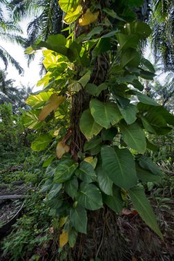 Çiftlikteki sarmaşıklara tırmanan ve sürünen çalıların manzarası..