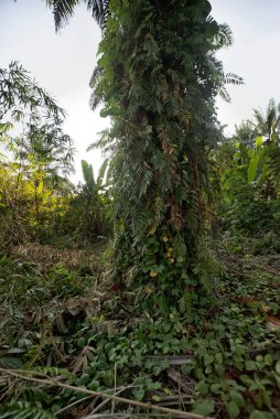 Çiftlikteki sarmaşıklara tırmanan ve sürünen çalıların manzarası..