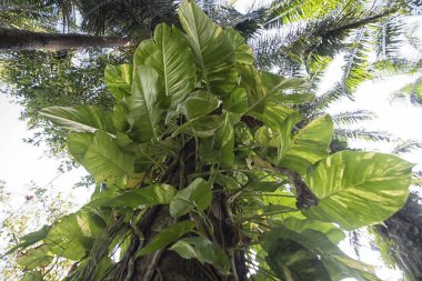 Çiftlikteki sarmaşıklara tırmanan ve sürünen çalıların manzarası..