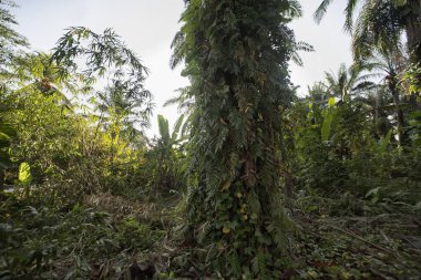 Çiftlikteki sarmaşıklara tırmanan ve sürünen çalıların manzarası..