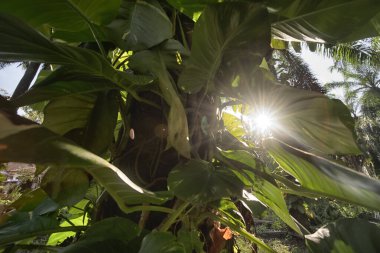 Çiftlikteki sarmaşıklara tırmanan ve sürünen çalıların manzarası..