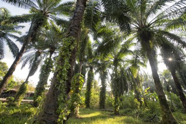 Çiftlikteki sarmaşıklara tırmanan ve sürünen çalıların manzarası..
