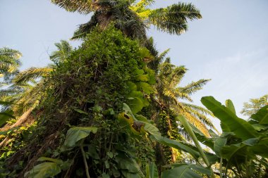 Çiftlikteki sarmaşıklara tırmanan ve sürünen çalıların manzarası..
