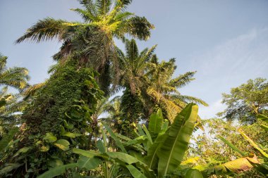 Çiftlikteki sarmaşıklara tırmanan ve sürünen çalıların manzarası..
