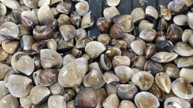 Yenilebilir tuzlu su midyelerinin yakın çekim koleksiyonu.
