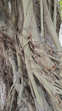 Ağacın gövdesinden filizlenen istilacı kökleri olan incir ağacı..