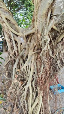 Ağacın gövdesinden filizlenen istilacı kökleri olan incir ağacı..