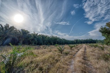 Issız, terk edilmiş, terk edilmiş ahşap bir duvar ve çimenli topraklarda asbest bir çatı..