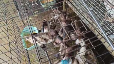 Islak gri ördeklerin kafesi ıslak markette satılıktır.. 