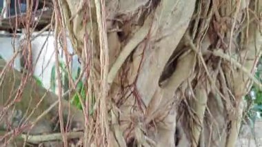 Ağacın gövdesinden filizlenen istilacı kökleri olan incir ağacı..