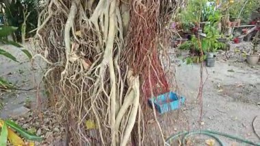 Ağacın gövdesinden filizlenen istilacı kökleri olan incir ağacı..