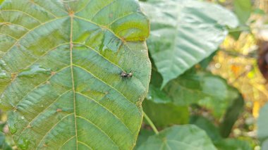 Polirhachis karıncayı büyük yeşil makaranj dev çay yapraklarına dalıyor..