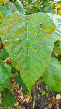 Polirhachis karıncayı büyük yeşil makaranj dev çay yapraklarına dalıyor..