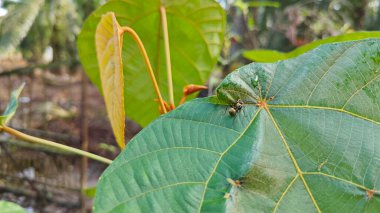 Polirhachis karıncayı büyük yeşil makaranj dev çay yapraklarına dalıyor..