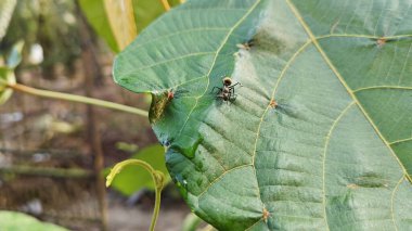Polirhachis karıncayı büyük yeşil makaranj dev çay yapraklarına dalıyor..