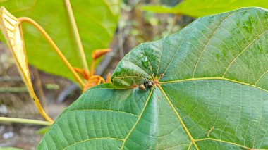Polirhachis karıncayı büyük yeşil makaranj dev çay yapraklarına dalıyor..