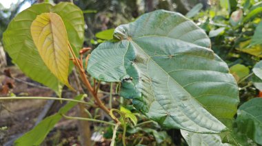 Polirhachis karıncayı büyük yeşil makaranj dev çay yapraklarına dalıyor..