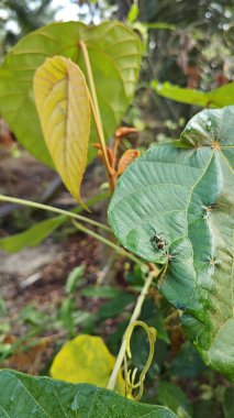 Polirhachis karıncayı büyük yeşil makaranj dev çay yapraklarına dalıyor..