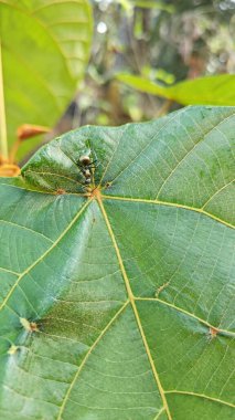 Polirhachis karıncayı büyük yeşil makaranj dev çay yapraklarına dalıyor..
