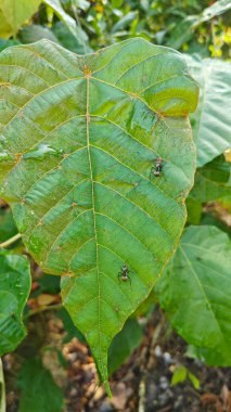 Polirhachis karıncayı büyük yeşil makaranj dev çay yapraklarına dalıyor..