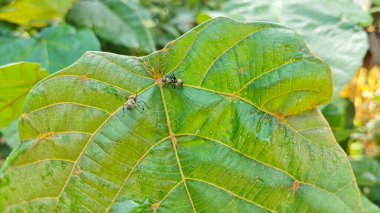 Polirhachis karıncayı büyük yeşil makaranj dev çay yapraklarına dalıyor..