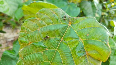 Polirhachis karıncayı büyük yeşil makaranj dev çay yapraklarına dalıyor..