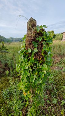 Vahşi agresif sarmaşık kabağı yapraklı bitki beton direğin etrafına tırmanıyor..